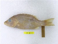 藏品(黑星笛鯛)的圖片